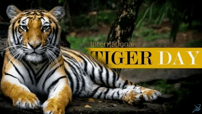 International Tiger Day hranker