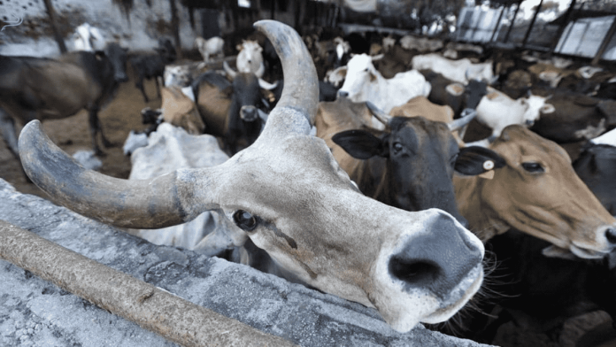 Assam Cattle Preservation Bill, 2021