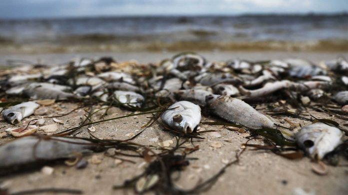 Toxic Red Tide On Florida's Southwest Coast Killing Hundreds Of Turtles And Fish