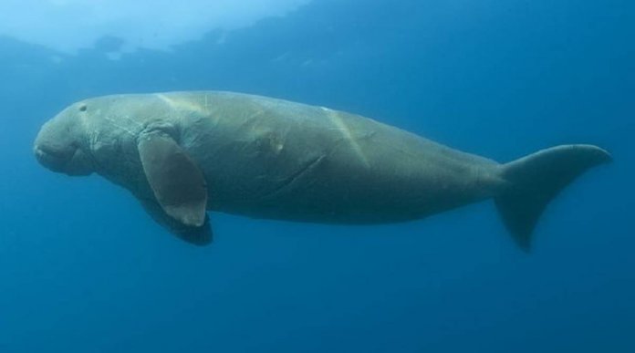 Dugong Conservation Reserve