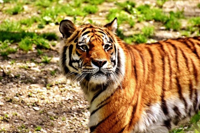 Bhupendra Yadav Launches ‘India For Tigers